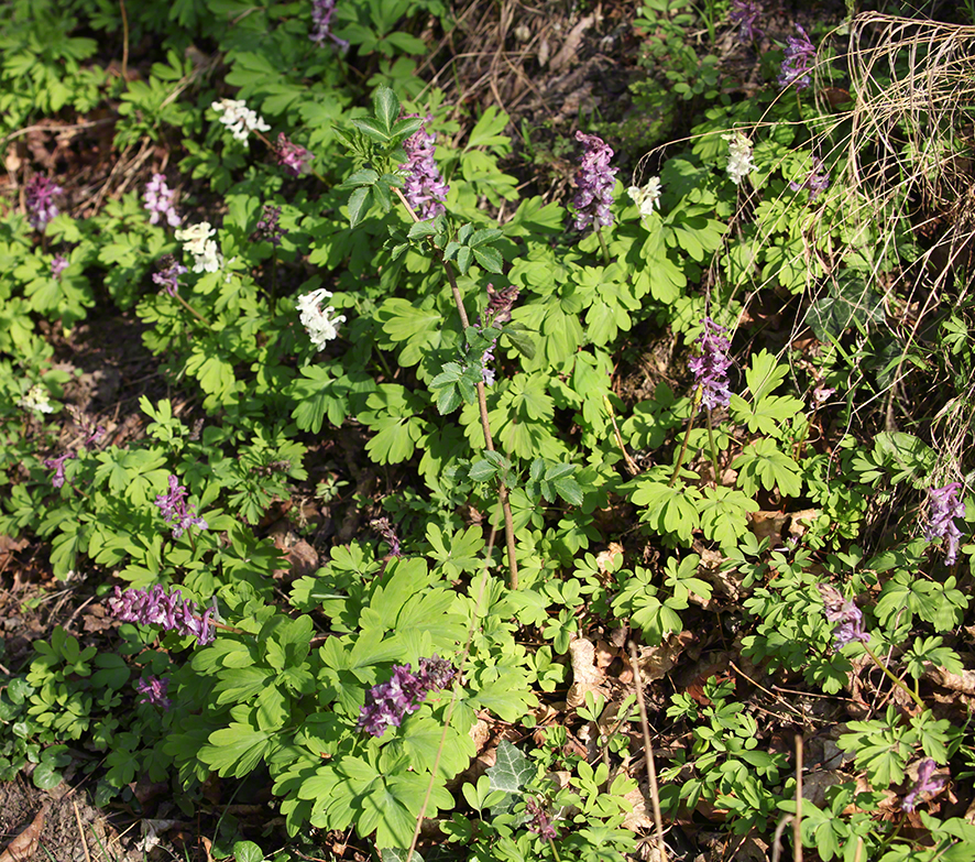 Hohler Lerchensporn